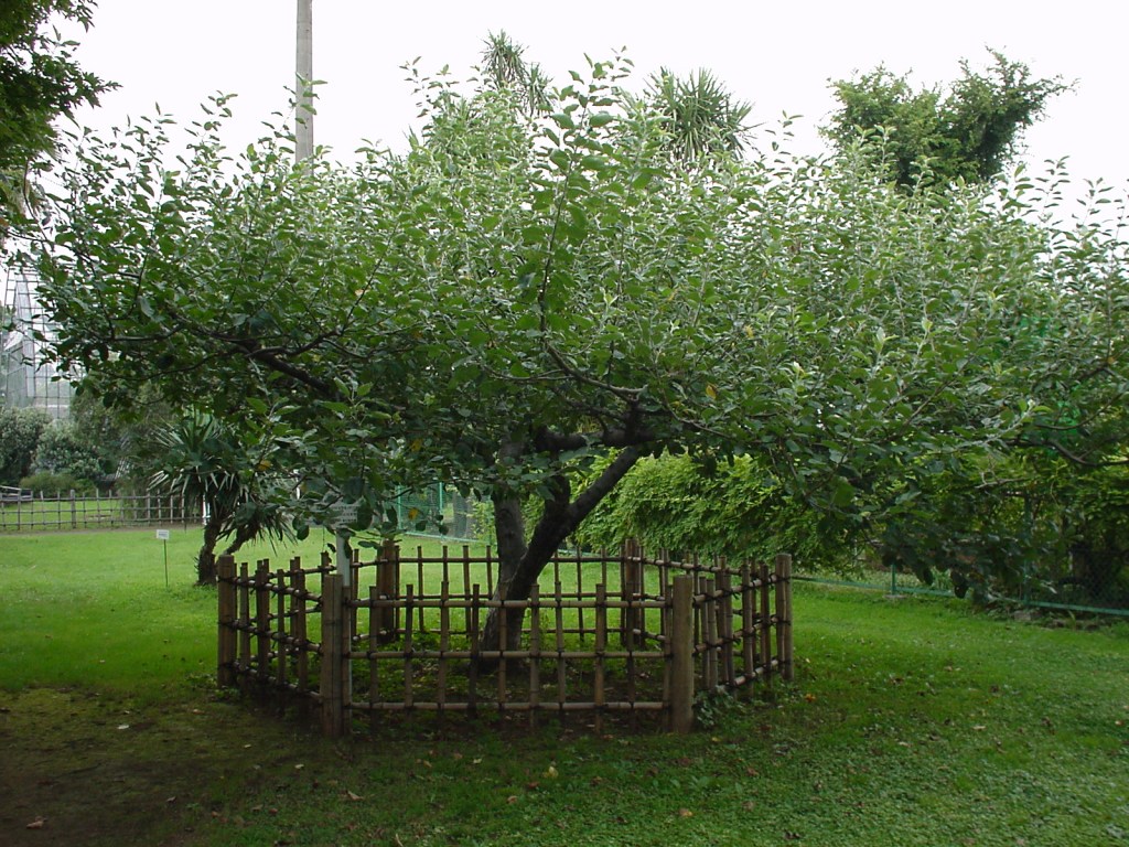 Newton's_apple_tree_in_the_Botanical_Gardens,_the_University_of_Tokyo