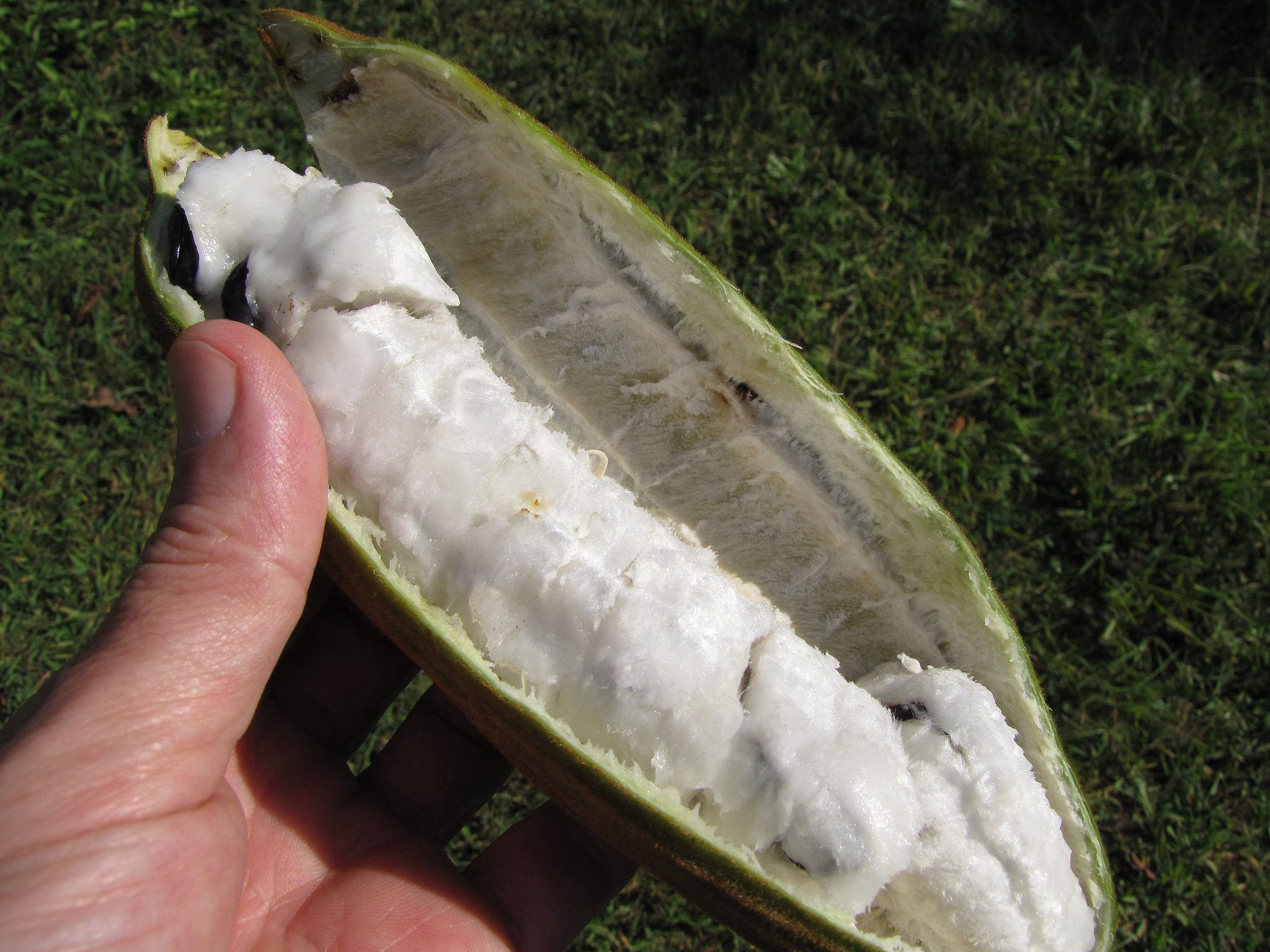 The Inga Trees of South America – Ice Cream that Grows on a Tree