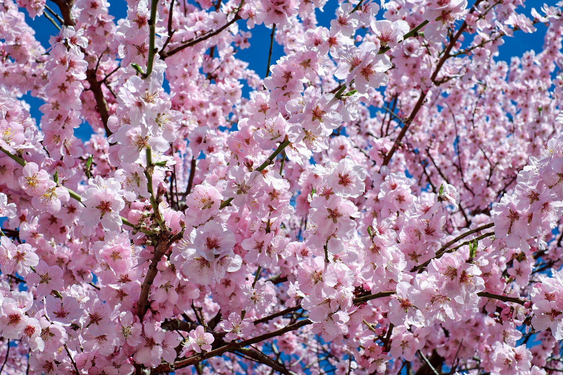 The Oldest Cherry Blossom Tree In Japan Jindai Zakura The Treeographer