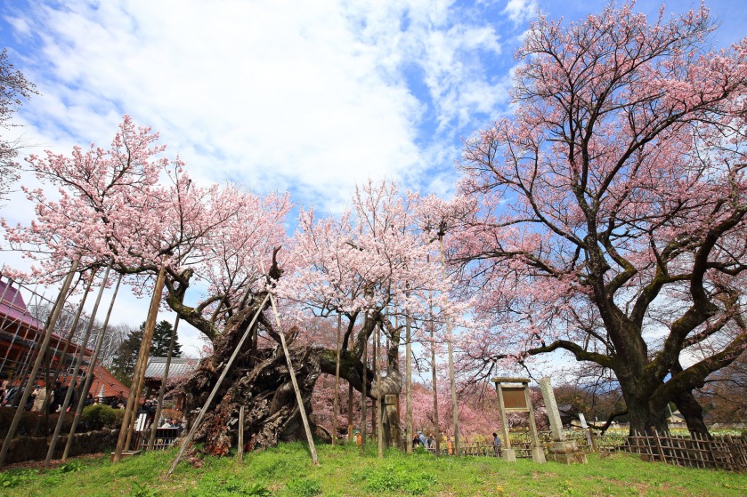 Jindai cherry blossom