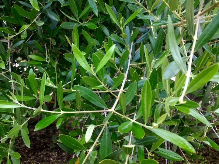 Acebuche wild olive leaves