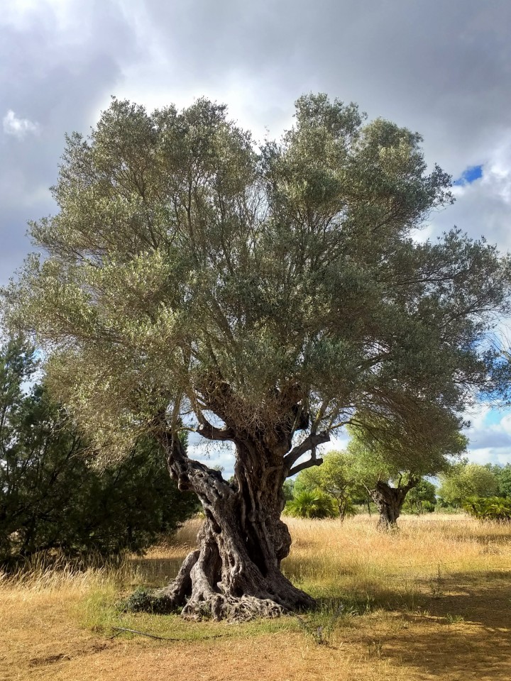 Acebuche wild olive tree