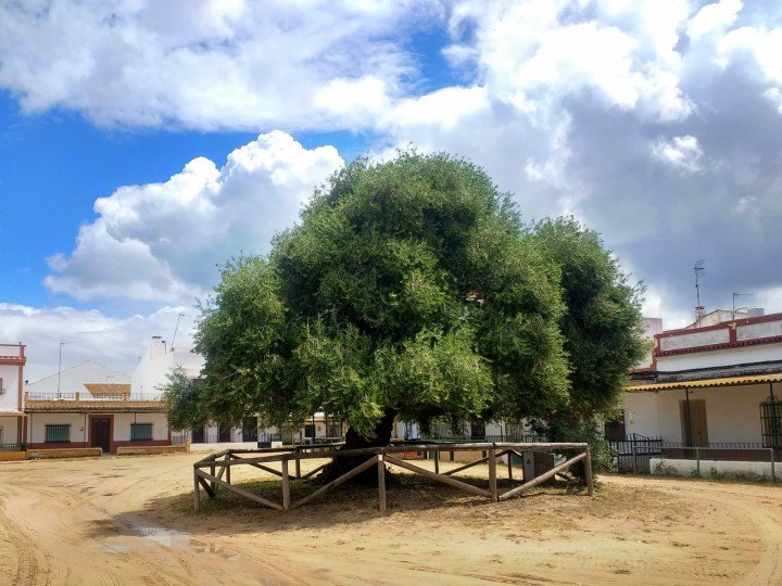 Plaza acebuchal acebuche wild olive tree el rocio