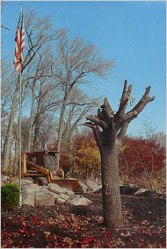 Big Apple Secrets: The Survivor Tree at the 9/11 Memorial Plaza